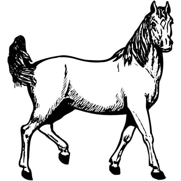 HORSE041 Miniaturansicht