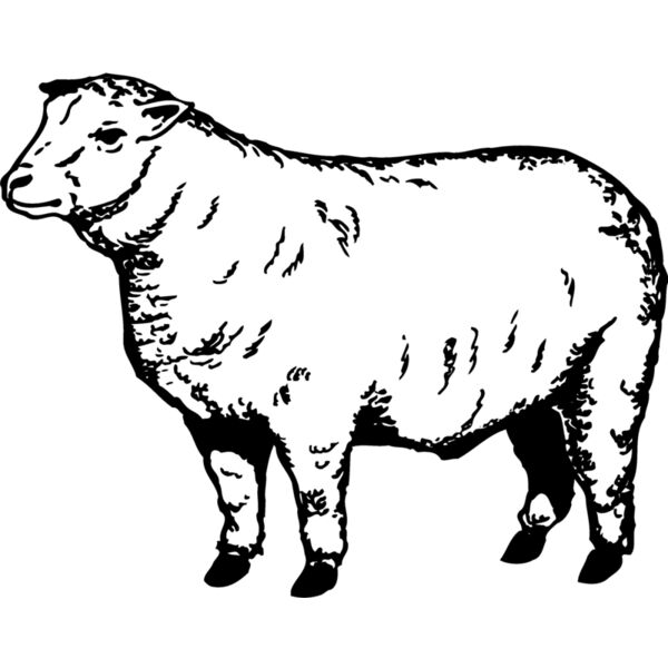 SHEEP007 Miniaturansicht