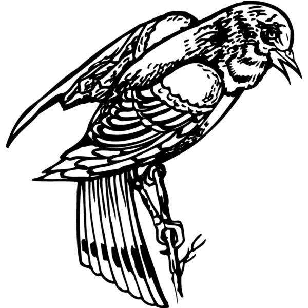 BIRD051 Miniaturansicht