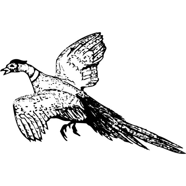 BIRD076 Miniaturansicht