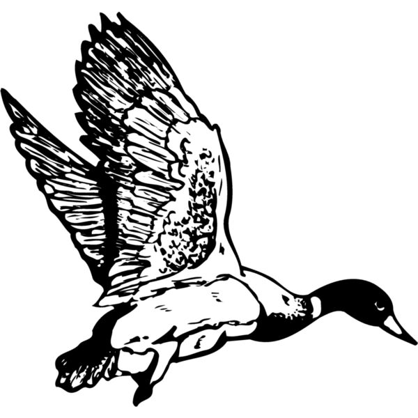 BIRD087 Miniaturansicht