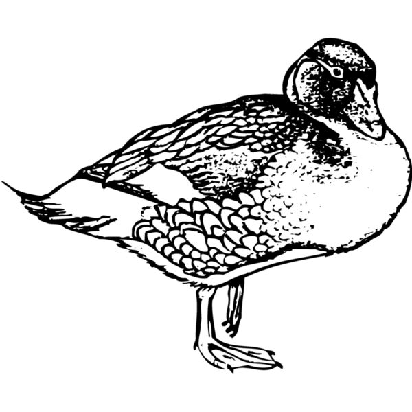 BIRD098 Miniaturansicht