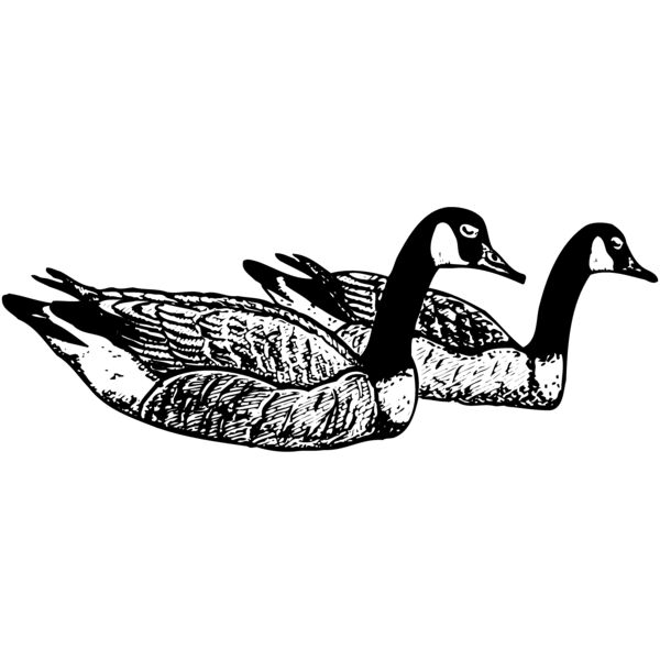 BIRD100 Miniaturansicht