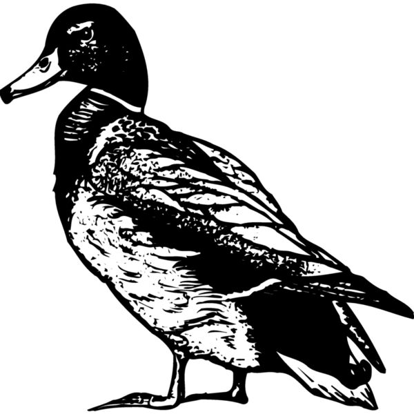 BIRD101 Miniaturansicht