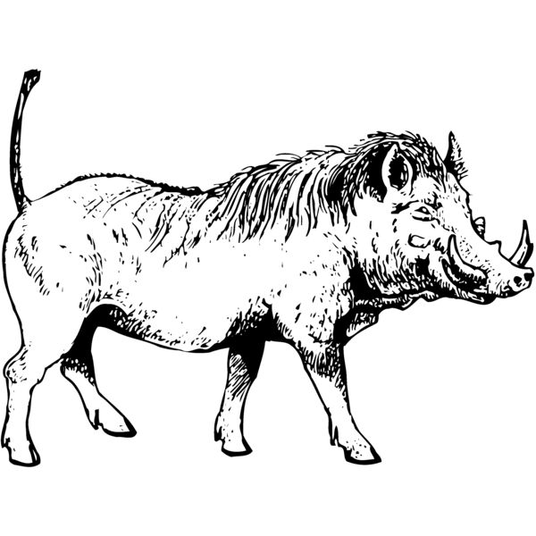 BOAR0002 Miniaturansicht