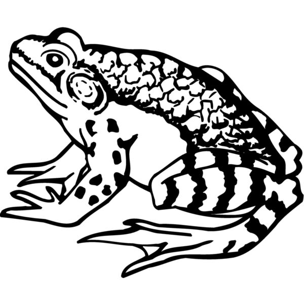 FROG03 Miniaturansicht