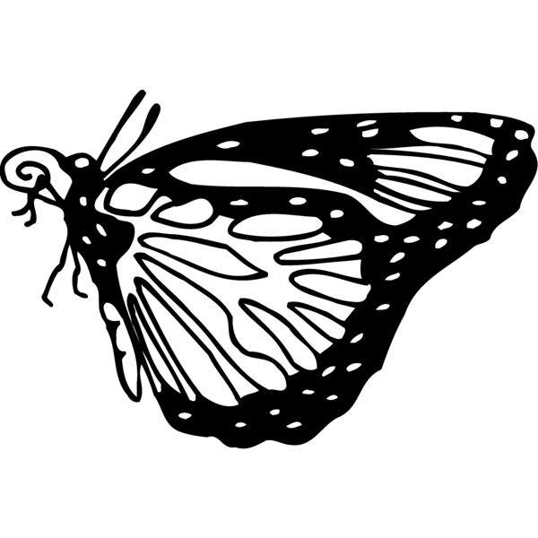 BTRFLY03 Miniaturansicht