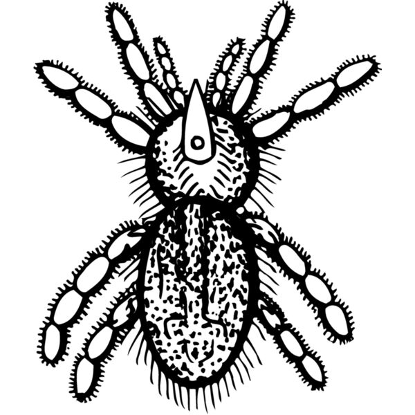 SPIDER05 Miniaturansicht