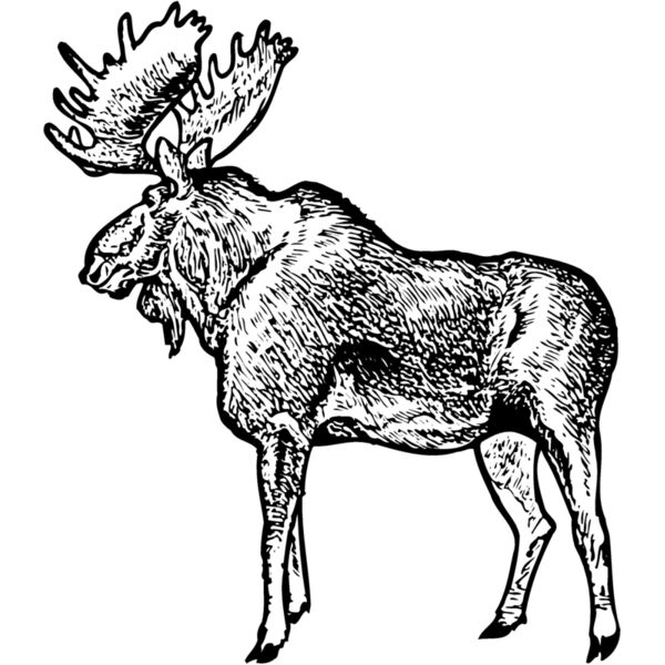 MOOSE004 Miniaturansicht