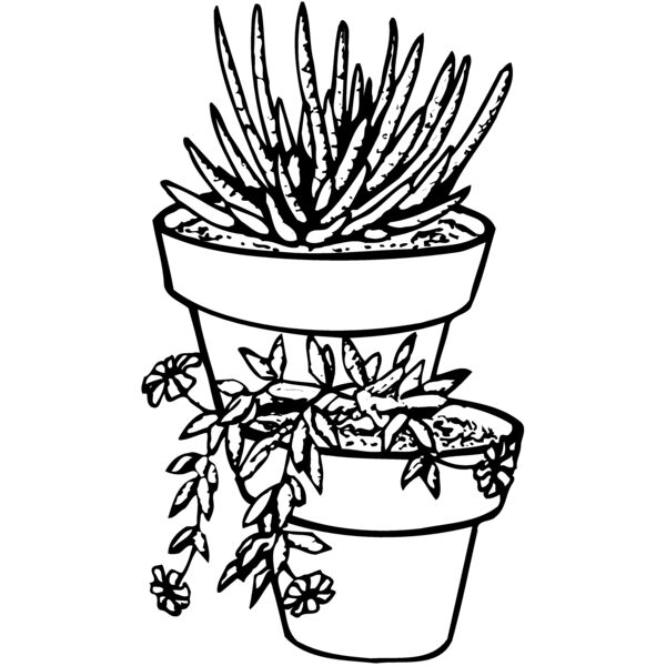 CACTUS14 Miniaturansicht