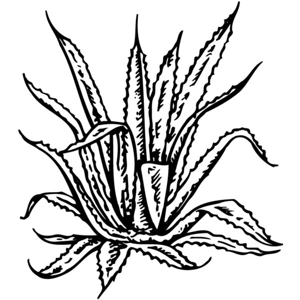 PLANT02 Miniaturansicht