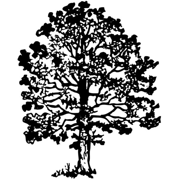 TREE0016 Miniaturansicht